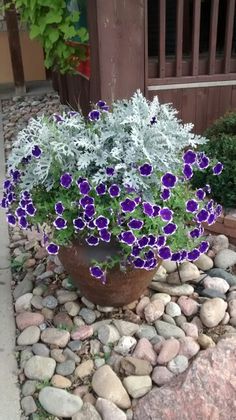 a potted plant with purple and white flowers sitting on rocks in front of a house