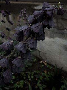 a hand is holding purple flowers in front of a stone wall