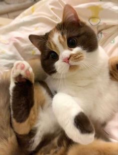 a brown and white cat laying on top of a bed with its paws in the air