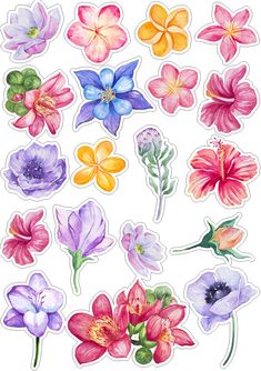 watercolor flowers are shown in different colors