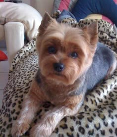 a small brown dog laying on top of a leopard print blanket