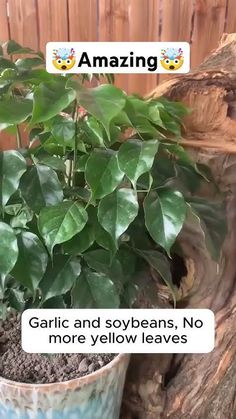 a potted plant sitting on top of a pile of dirt next to a wooden fence