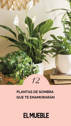 some plants are sitting on a table with the words elmuebe written in spanish