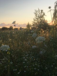 the sun is setting over a field full of wildflowers