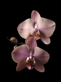 two pink orchids on a black background