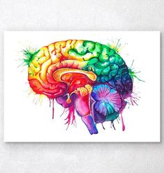 a watercolor painting of the human brain with different colors on it's side