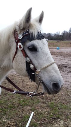 a white horse wearing a black bridle on top of it's head