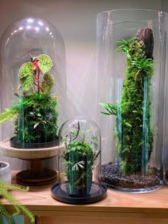 three glass domes with plants in them on a table