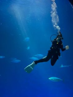 a person diving in an aquarium with lots of fish