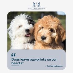 dog quotes Mini Goldendoodle Puppies, Labradoodle Puppy, Two Sweet, Mini Goldendoodle, Goldendoodle Puppy