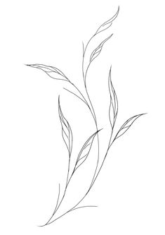 a line drawing of a plant with long, thin leaves on the top and bottom