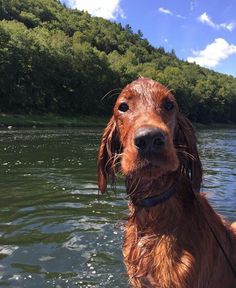 a brown dog standing on top of a river next to a lush green forest covered hillside