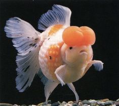 a goldfish with an orange ball in its mouth