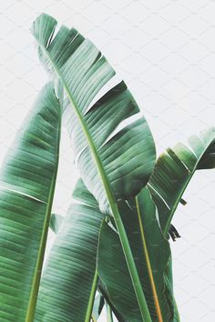 large green leaves against a white background