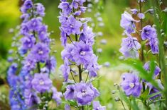 some purple flowers are growing in the grass