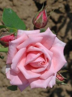 a pink rose is blooming in the garden