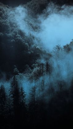 a forest filled with lots of tall trees covered in fog and smoggy clouds