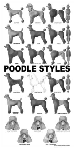 the poodle styles poster is shown in black and white, with an image of different dogs