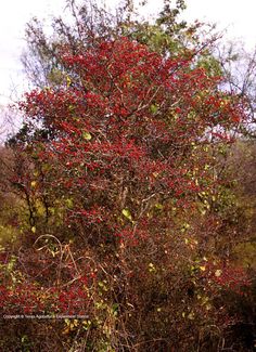 a tree with red berries on it in the middle of some grass and trees behind it