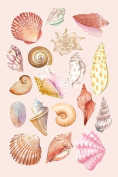 a bunch of seashells on a pink background