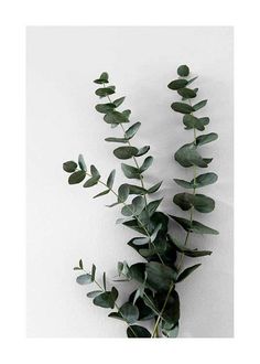 Desenio Posters, Picture Gallery Wall, Feuille Eucalyptus, Eucalyptus Branches, Light Grey Walls, Gold Poster, Picture Collage Wall, Botanical Poster, Scandinavian Art