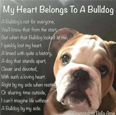 a brown and white dog sitting on top of a couch next to a sign that says, my heart belongs to a bulldog