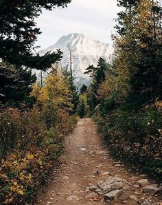 a dirt path in the woods leading to a mountain