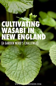 a green plant with the words cultivating wasabiin new england in front of it