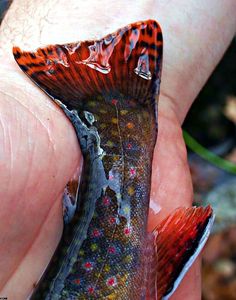 a fish that is sitting in the palm of someone's hand