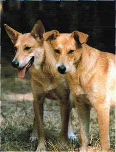 two dogs standing next to each other in the grass