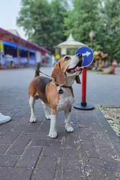 a beagle dog with a frisbee in it's mouth on the sidewalk