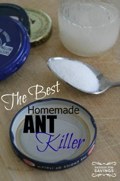 the best homemade ant killer recipe for kids to use in their own kitchen or playroom