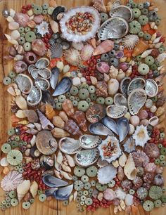 an art work made out of seashells and shells