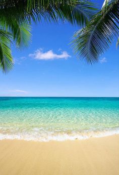 the beach is clear and blue with green palm trees