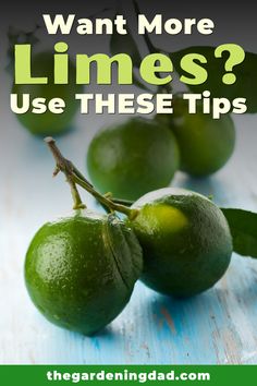 green limes with the words want more limes? use these tips on gardening