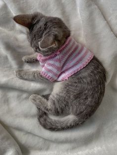 a grey cat wearing a pink and white striped sweater laying on top of a bed