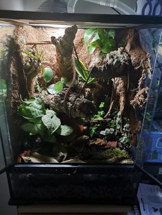 an aquarium filled with plants and rocks