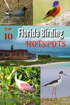 the top 10 florida birding hotspots are featured in this postcard book