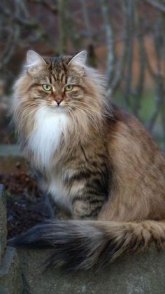 a long haired cat sitting on top of a rock