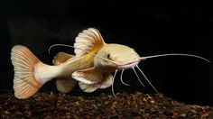 a fish that is sitting on top of some dirt in an aquarium with it's mouth open