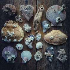 several different types of seashells on a wooden surface with shells and other sea creatures