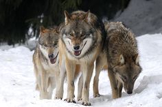 three wolfs are walking in the snow together