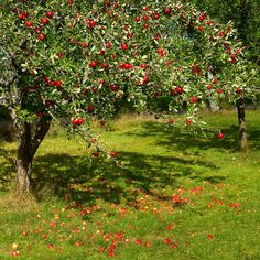 an apple tree with lots of red apples on it's branches in the grass