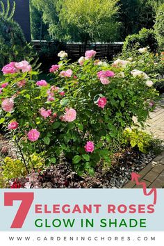 pink roses growing in a garden with text overlay that reads 7 elegant roses glow in shade