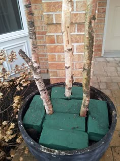 some trees are growing in a pot outside