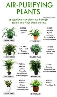 the houseplants can help clean air