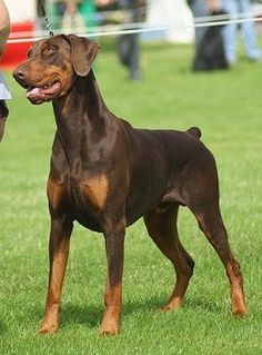 a brown dog standing on top of a lush green field next to a person holding a frisbee