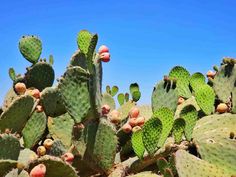 many green cactus plants with small pink flowers on the top and bottom, against a blue sky