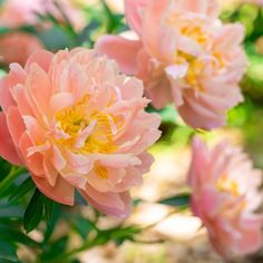 pink flowers blooming in the garden on a sunny day