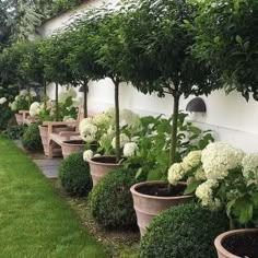 a row of potted trees in front of a white wall